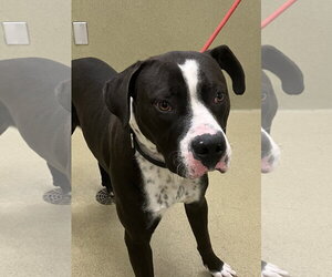 Mutt Dogs for adoption in Petaluma, CA, USA