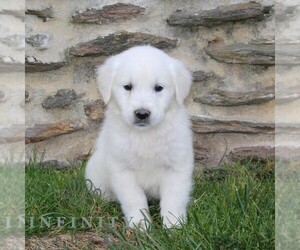 English Cream Golden Retriever Puppy for sale in CHRISTIANA, PA, USA