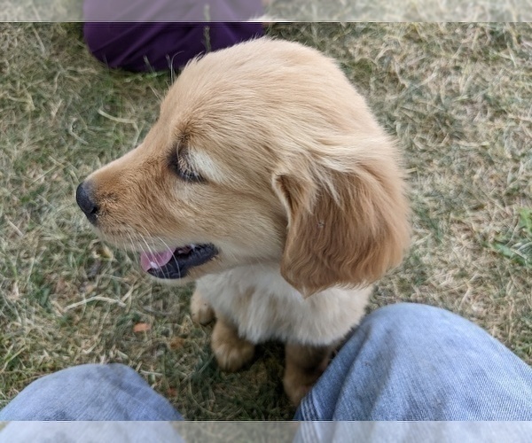 Medium Photo #4 Golden Retriever Puppy For Sale in WOOSTER, OH, USA