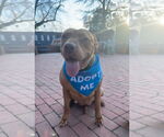 Small #6 American Pit Bull Terrier Mix