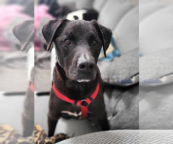 Medium Photo #14 Labrador Retriever-Unknown Mix Puppy For Sale in Germantown, OH, USA
