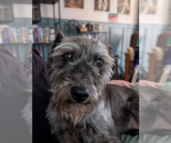 Medium Photo #2 Mutt Puppy For Sale in Pacolet, SC, USA