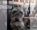 Small #1 Mutt