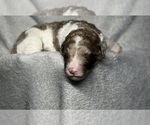 Small #5 Goldendoodle