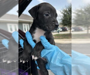 Mutt Dogs for adoption in San Antonio, TX, USA