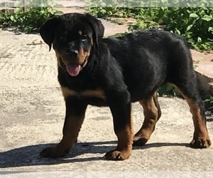 Rottweiler Puppy for sale in KISSIMMEE, FL, USA