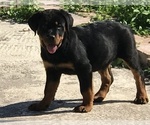 Small Photo #1 Rottweiler Puppy For Sale in KISSIMMEE, FL, USA
