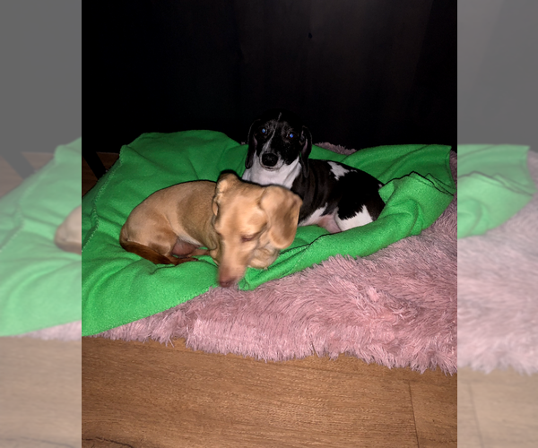 Medium Photo #3 Dachshund Puppy For Sale in Sioux Falls, SD, USA