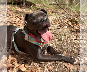 Magnolia (Maggie) - Female American Staffordshire Terrier-Boxer Mix Dog for Adoption - Photo #2
