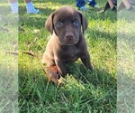 Small Photo #1 Labrador Retriever Puppy For Sale in GRANVILLE, IA, USA
