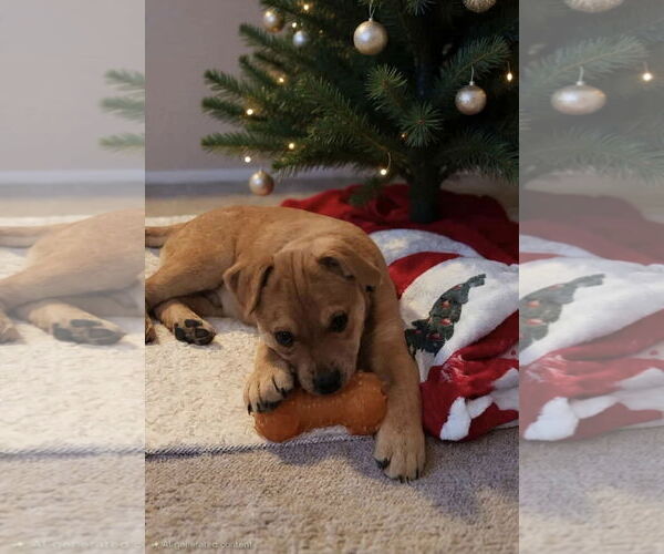 Medium Photo #4 English Mastweiler Puppy For Sale in Oro Medonte, Ontario, Canada