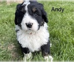 Small #4 Bernedoodle