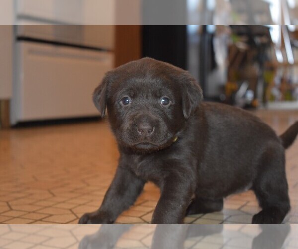 Medium Photo #1 Labrador Retriever Puppy For Sale in PARSHALL, CO, USA