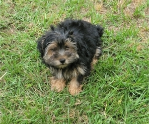Yorkshire Terrier Puppy for sale in COATS, NC, USA