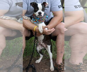 Boston Terrier-Unknown Mix Dogs for adoption in Bandera, TX, USA