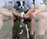 Small Boston Terrier Mix