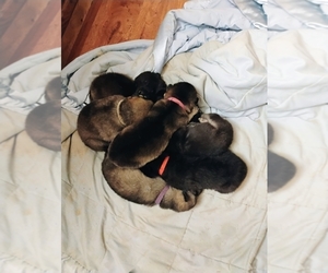 Wolf Hybrid Puppy for sale in NEWPORT, TN, USA