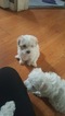 Small Photo #1 Maltese Puppy For Sale in EAST ELMHURST, NY, USA