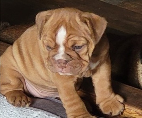 Medium Photo #1 Olde English Bulldogge Puppy For Sale in COLUMBUS, OH, USA