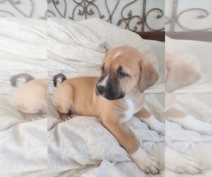 American Pit Bull Terrier-Great Pyrenees Mix Puppy for sale in SPOKANE, WA, USA