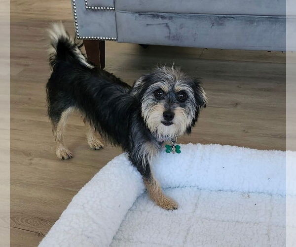 Medium Photo #2 Mutt Puppy For Sale in Phoenix, AZ, USA