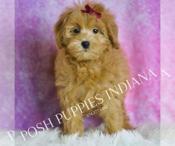 Medium Photo #44 Maltipoo (Miniature) Puppy For Sale in WARSAW, IN, USA