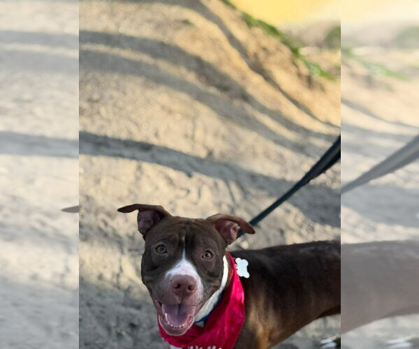 Medium Photo #3 Mutt Puppy For Sale in Wenonah, NJ, USA