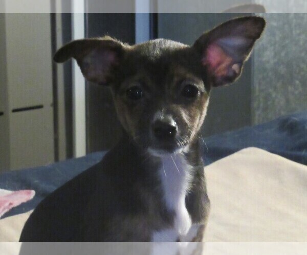 Medium Photo #1 Chi-Corgi-Chihuahua Mix Puppy For Sale in SAINT ALBANS, WV, USA