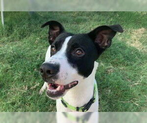 Border Collie-Dachshund Mix Dogs for adoption in Temple, TX, USA