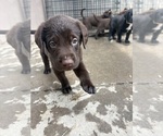 Small #5 Borador
