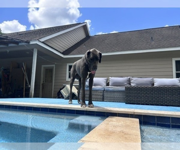 Medium Photo #1 Great Dane Puppy For Sale in WILLIS, TX, USA