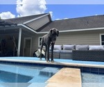 Small Photo #1 Great Dane Puppy For Sale in WILLIS, TX, USA