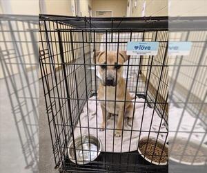Black Mouth Cur-Unknown Mix Dogs for adoption in Texas City, TX, USA