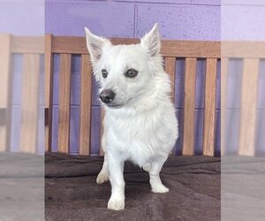 American Eskimo Dog-Chihuahua Mix Dogs for adoption in Genesee, WI, USA
