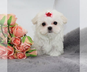 Maltese Puppy for sale in LOS ANGELES, CA, USA