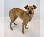 Small #1 Mutt