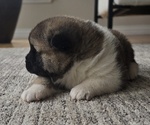 Small Photo #20 Akita Puppy For Sale in STRAFFORD, MO, USA