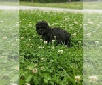 Small Photo #6 Aussiedoodle Puppy For Sale in SPENCER, TN, USA