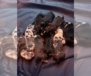 American Bully Puppy for Sale in SEVERN, Maryland USA