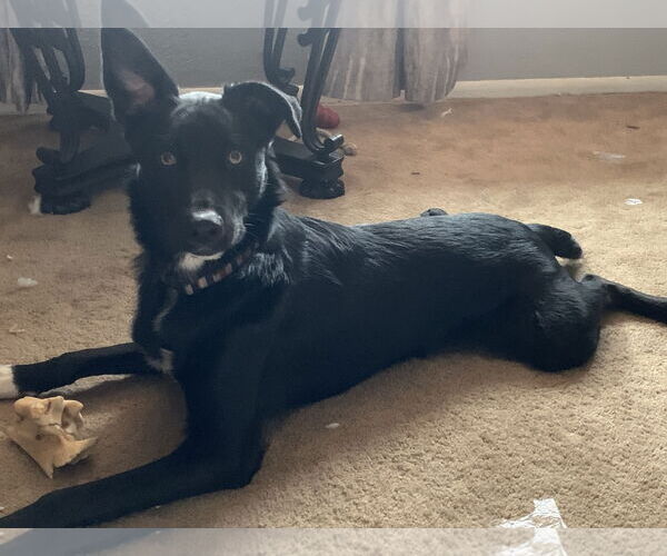 Medium Photo #4 Australian Shepherd-Unknown Mix Puppy For Sale in Minneapolis, MN, USA