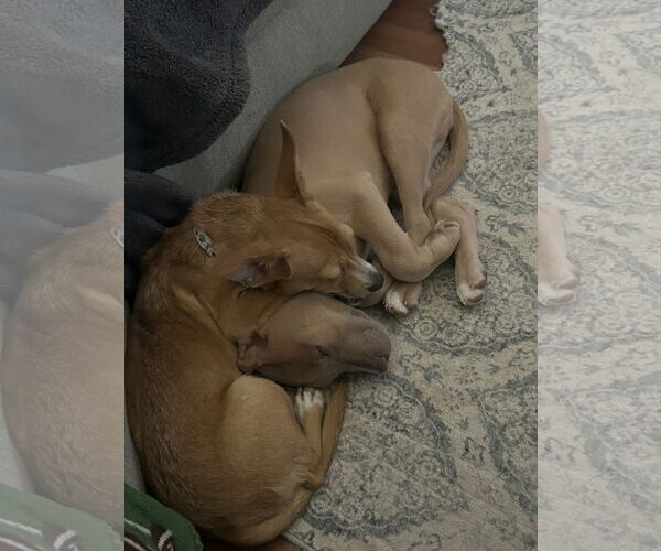 Medium Photo #3 Chiweenie Puppy For Sale in Phoenix, AZ, USA