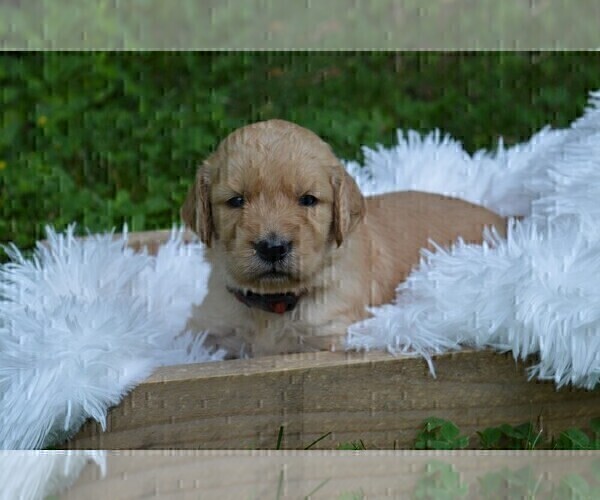 Medium Photo #4 Goldendoodle Puppy For Sale in MIFFLINBURG, PA, USA