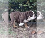 Puppy Female 4 English Bulldog