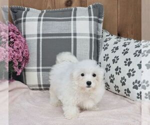 Zuchon Puppy for sale in WARSAW, IN, USA