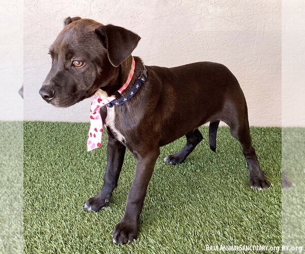 Medium Photo #2 Bulldog-Labrador Retriever Mix Puppy For Sale in San Diego, CA, USA