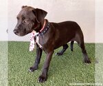 Small Photo #2 Bulldog-Labrador Retriever Mix Puppy For Sale in San Diego, CA, USA