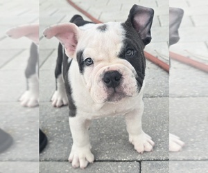 American Bully Puppy for sale in NORTH PORT, FL, USA