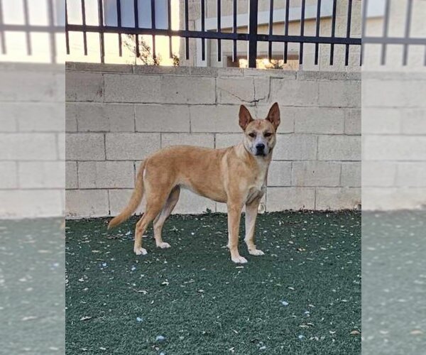Medium Photo #27 Akita-Unknown Mix Puppy For Sale in Rockwall, TX, USA