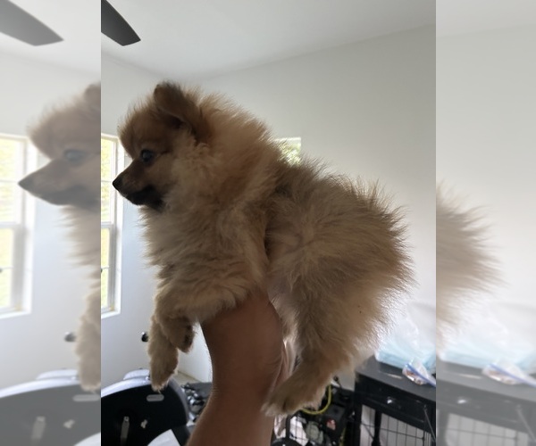 Medium Photo #5 Pomeranian Puppy For Sale in DEL VALLE, TX, USA