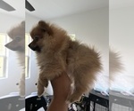 Small #4 Pomeranian